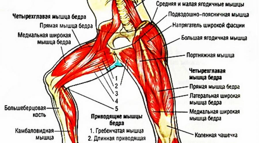 Это работает: лучшие упражнения для красивых ножек. Упражнения для стройных красивых ног Гимнастика для ног красивые ноги