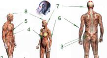 Энергетические меридианы тела человека: подробная карта и описание