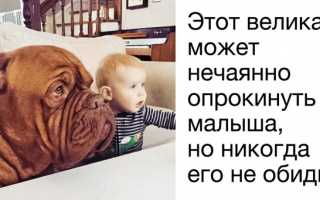 Собака для ребенка: выбираем породу